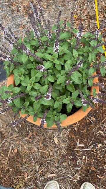 Here is some African Blue basil that I planted in this pot out front.