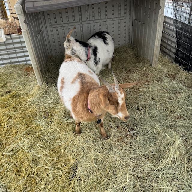 Alice is getting pretty big.