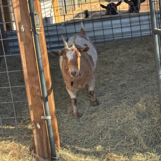 Alice is looking very large this afternoon with her two little ones, Ethel and Lucy looking on.