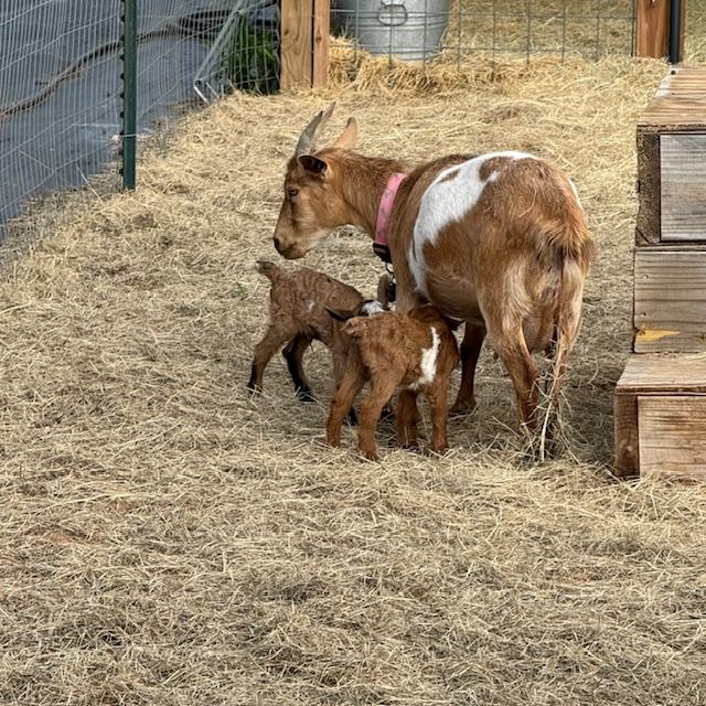 Alice had two babies out in the goat play yard late this afternoon. They were already clean and dry so they had to be around for at least an hour before we found them.