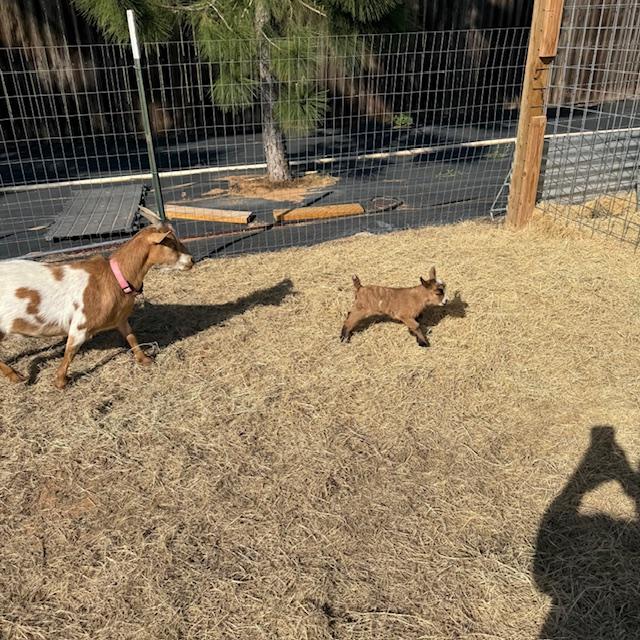 Alice running after Ethel. Ethel has black feet and is a bit lighter than her twin, Lucy.