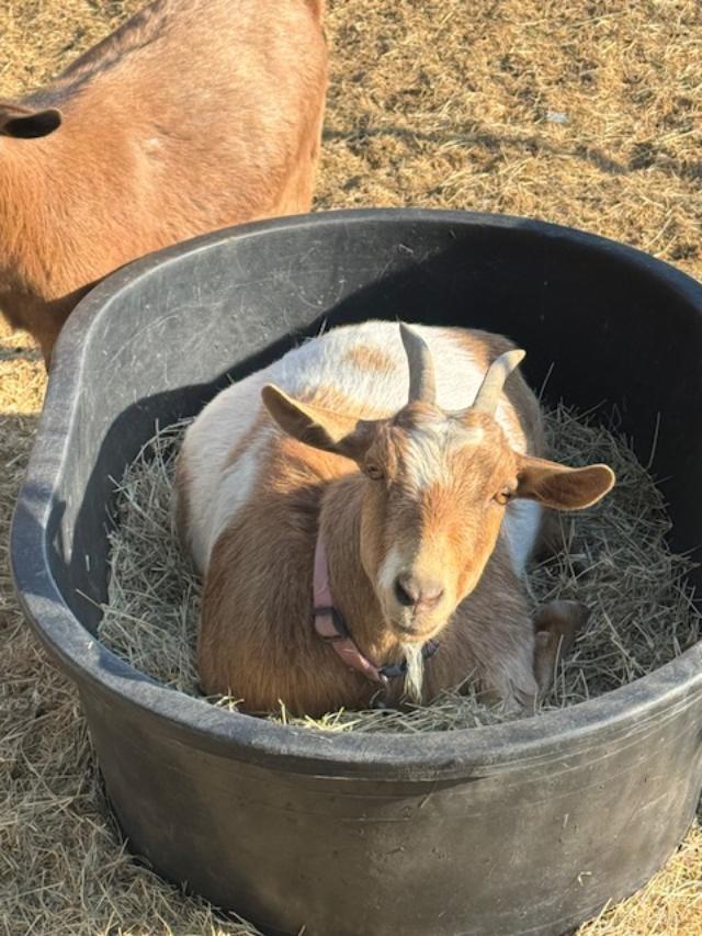 Alice is chilling in the hay while Ethel stands by.