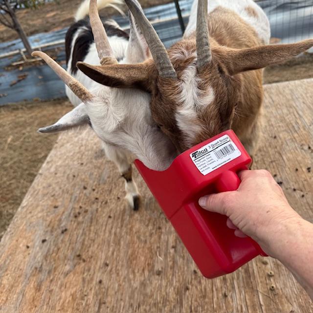 Trixie and Alice are enjoying goat treats from the red cup today.