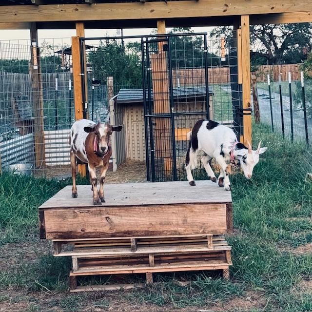 This is the first time I have seen Alice and Trixie up on the wood pile together. They were so happy until I showed up to put them away for the night.