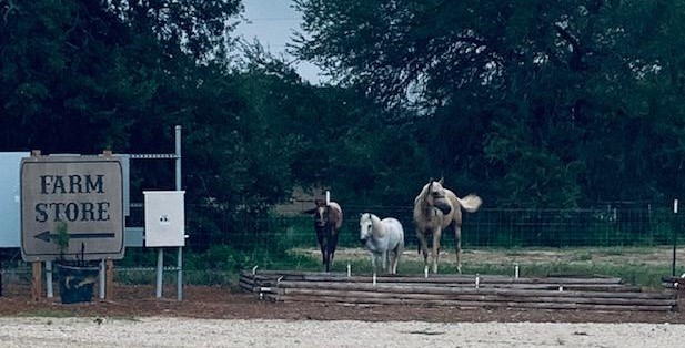 This was my Monday morning surprise! Three horses next door, right next to our parking lot! Aren't they beautiful? This was my Monday morning surprise! Three horses next door, right next to our parking lot! Aren't they beautiful?