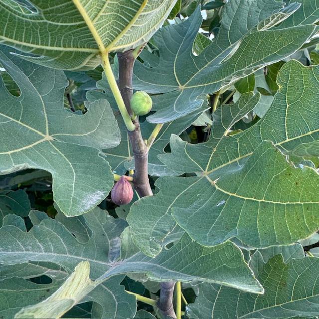 This is our Alma fig tree. A customer gave us this one a few years ago. It is producing figs right now.
