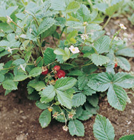 The Alexandria Strawberry is an alpine strawberry and to date, we carry the seeds for you to grow.