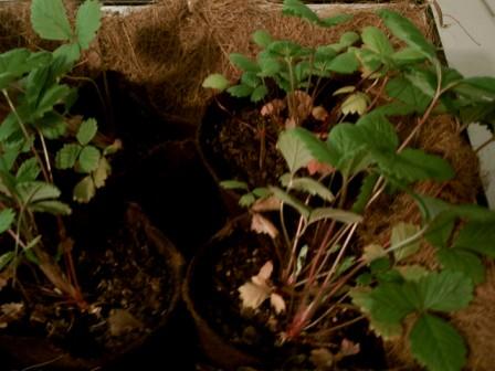 Alpine strawberries love growing in CowPots. When you transplant, place the whole pot in the ground without disturbing the roots.