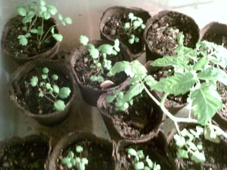 Alexandria strawberry seedlings (Alpine strawberries) in CowPots grown from seed.