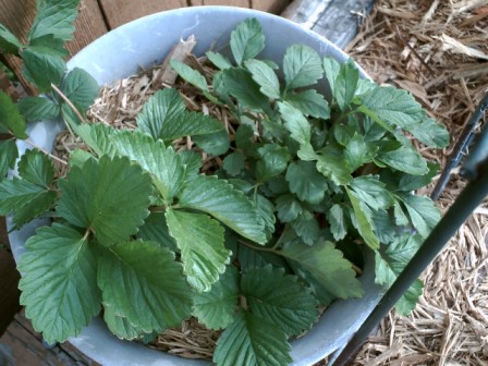 Alpine strawberries are also known as wild strawberries. They do not produce the big beautiful berries at the grocery store but the taste is big.