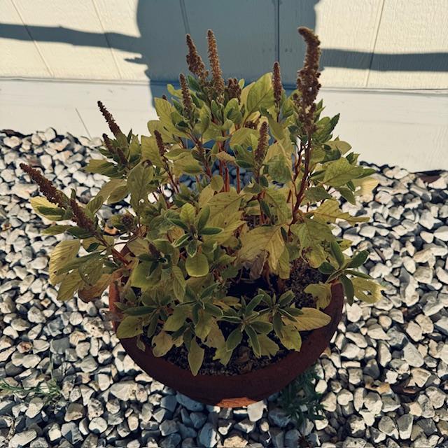This is 1 of the Amaranth plants I started growing this spring. The kernels on the ends are edible and will pop like popcorn. This is 1 of the Amaranth plants I started growing this spring. The kernels on the ends are edible and will pop like popcorn.