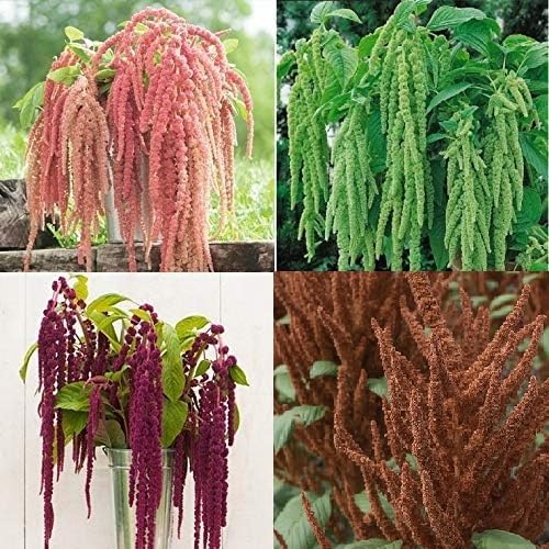 The amaranth family includes ornamental amaranth. We carry seeds for all 4 of these pretty plants.