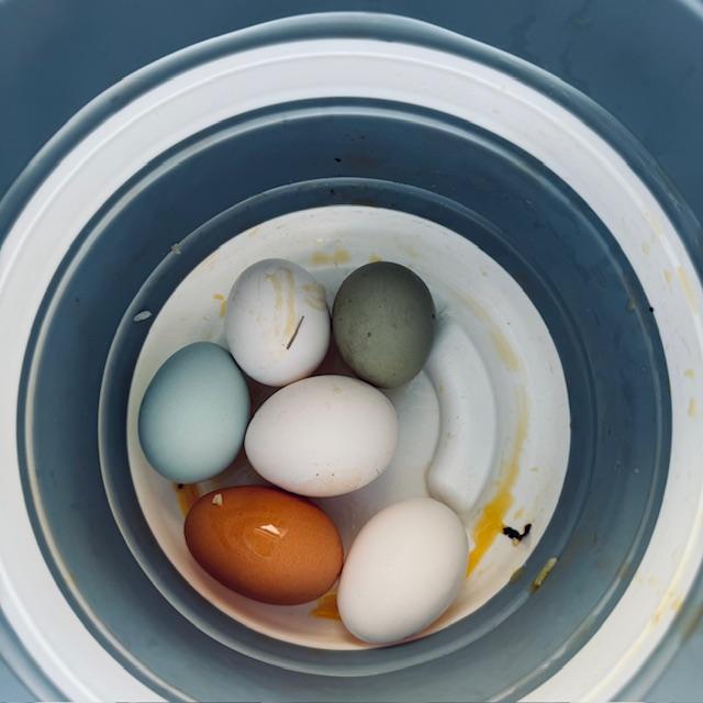 The brown layers and green layers are laying once again! Molting season is finally over.