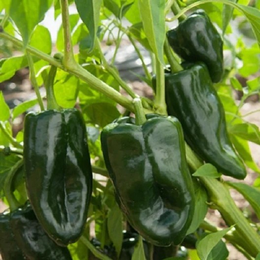 This is our Ancho Poblano--so flavorful!
