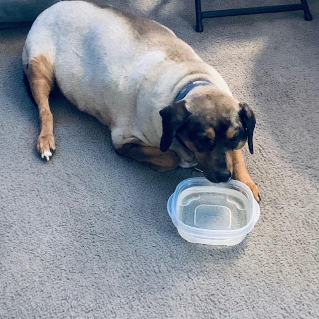 This is a photo of Annabelle taken this morning in the den. I tried to get her to drink. Later she hobbled out to the kitchen and drank from her bowl and then just lay there. This is a photo of Annabelle taken this morning in the den. I tried to get her to drink. Later she hobbled out to the kitchen and drank from her bowl and then just lay there.