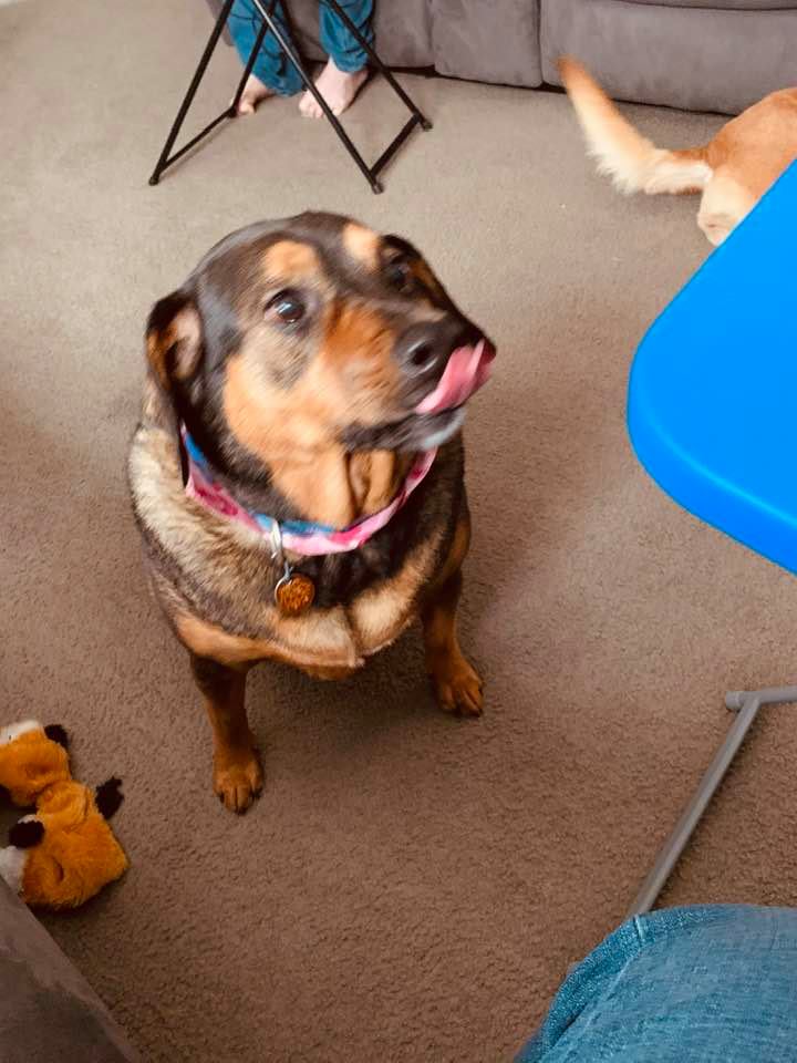 Annabelle always has her tongue out. Here she is showing off her new bandana from the groomer.