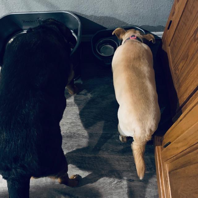 Annabelle also got shaved down the back. Little Ethel got shaved all around and she looks so cute with a darker stripe down her back.