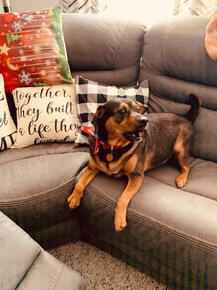 Our sweet Annabelle when she was healthy. She was a wonderful puppy.