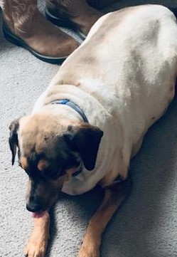 This is a sheared sheep. No, wait, it is Annabelle after she was groomed!