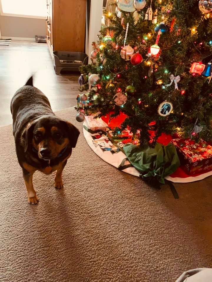 Annabelle is inspecting what Santa just brought.