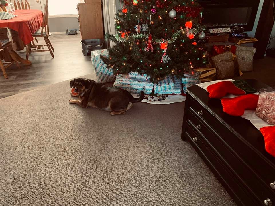 Annabelle enjoying the Christmas tree.