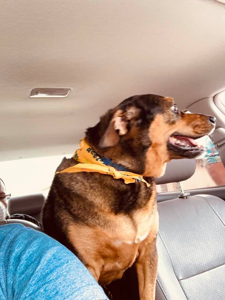 Annabelle in car after being groomed.