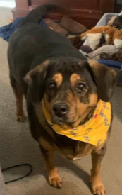 Annabelle after being groomed before she got sick.