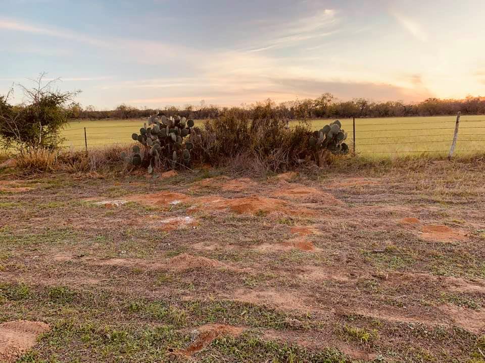 This is one of several ant condos in our backyard garden area. We have put several organic ant poisons as well as peroxide in the holes but they keep on living!