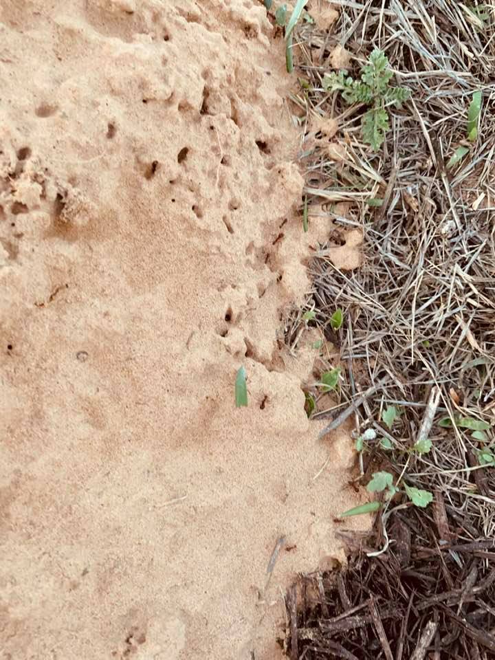Ants and anthills are everywhere out in the backyard garden and orchard.