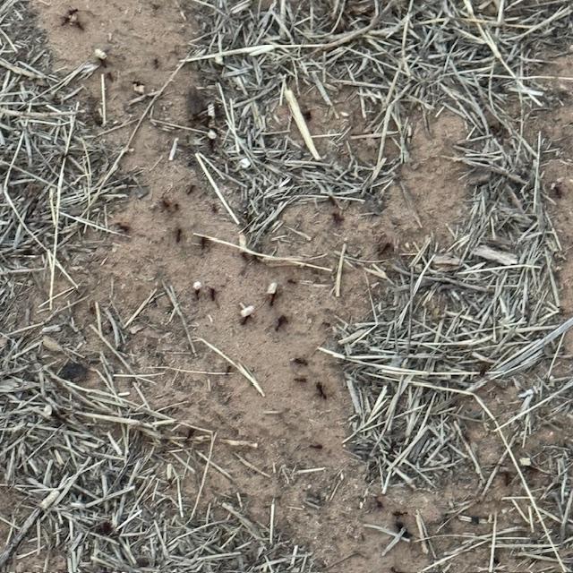 Nasty ants carrying pieces of feed.