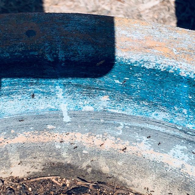 The ants are climbing up the sides of the pot to get out. I hope it really works.