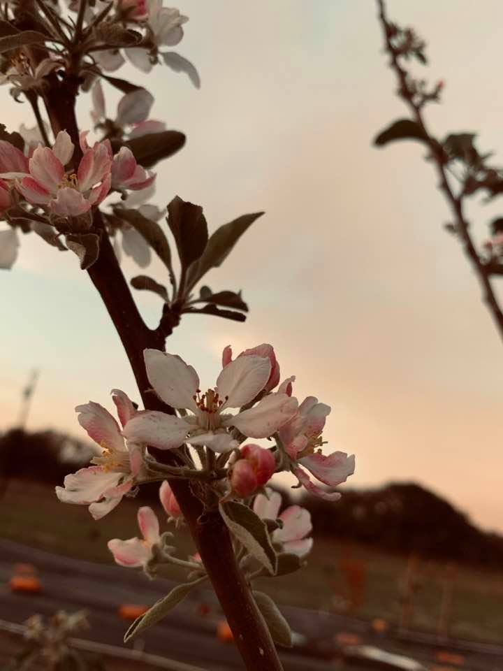 One of our new apple trees is blossoming this evening.