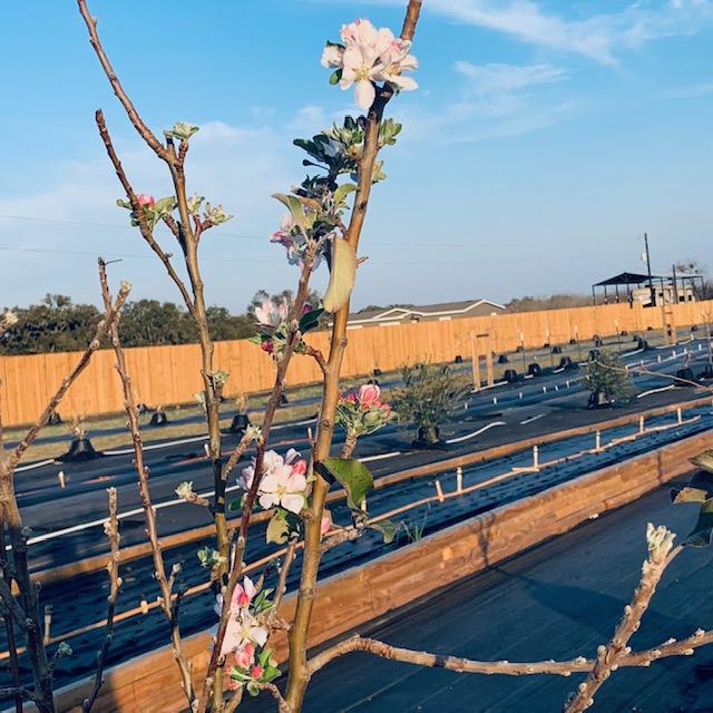 I hope it doesn't freeze. We have 5 apple trees putting out blossoms already so it would be bad if we get one. Tomorrow is definitely not a day for planting cherry tomato seeds or any other kind.