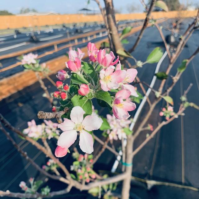 Apple blossoms on one of my apple trees.