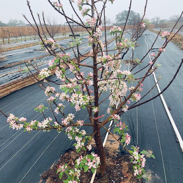 Our apple trees are in full blossom. Many of our other fruit trees are budding or have blossoms. The bees are getting busy. Our apple trees are in full blossom. Many of our other fruit trees are budding or have blossoms. The bees are getting busy.