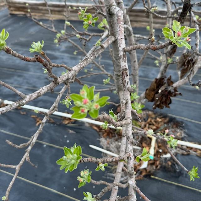 My apple trees and my peach trees are blossoming. This apple tree thought  winter was over. I hope we don't get anymore freezes or we probably won't get any fruit this year. My apple trees and my peach trees are blossoming. This apple tree thought  winter was over. I hope we don't get anymore freezes or we probably won't get any fruit this year.