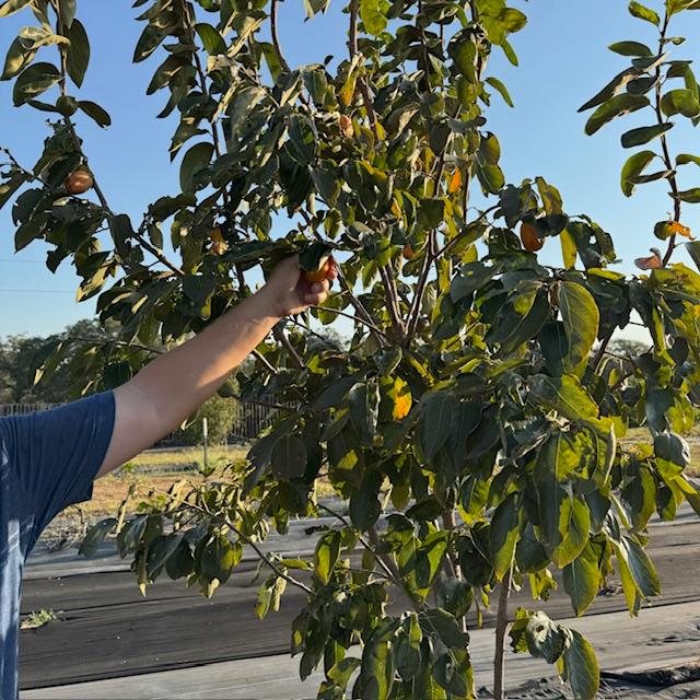 Matt picking a few fall apples.