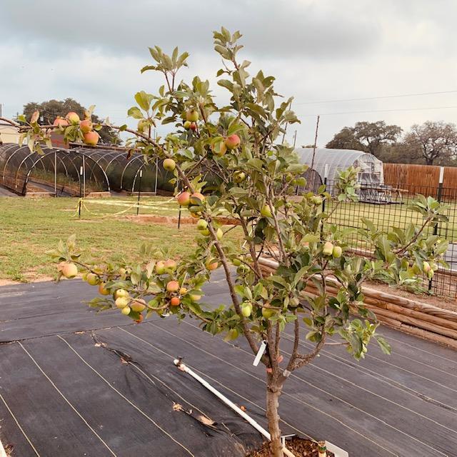 Our apple tree is loaded down with fruit. I am excited to get some apples.