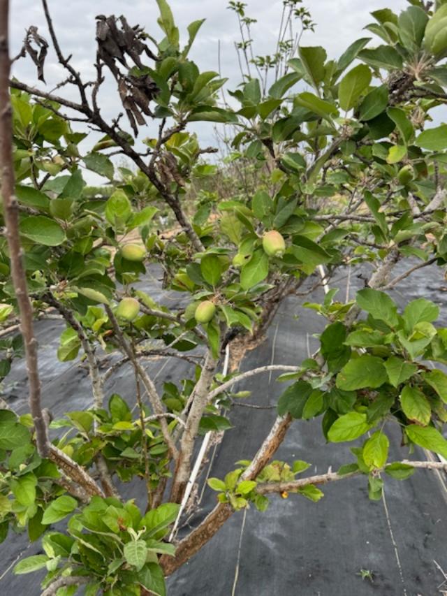 This tree already has mini apples!