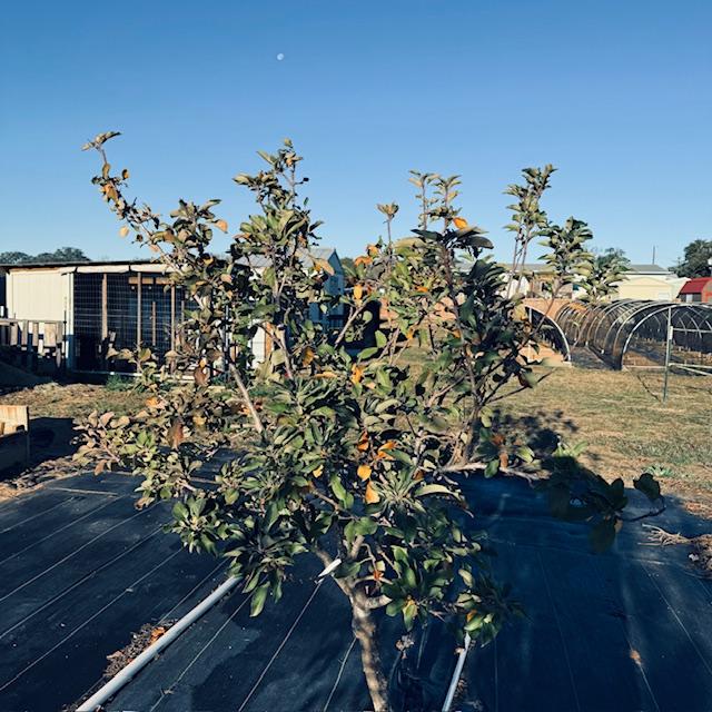 This apple tree has been pruned for next spring.