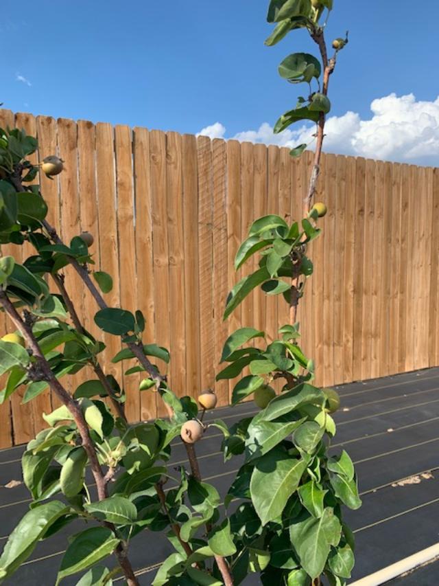 Little apples on our trees.