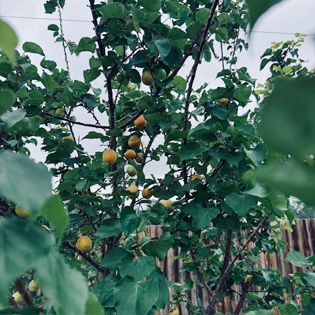 One of our apricot trees finally has apricots on it!