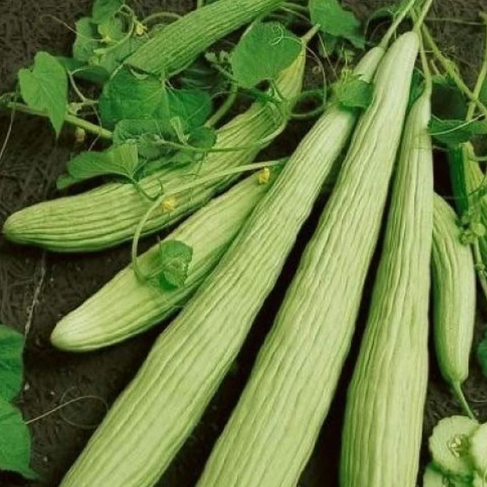 This is the Armenian Yard Long slicing cucumber. They grow 2 to 3 feet long. This is the Armenian Yard Long slicing cucumber. They grow 2 to 3 feet long.