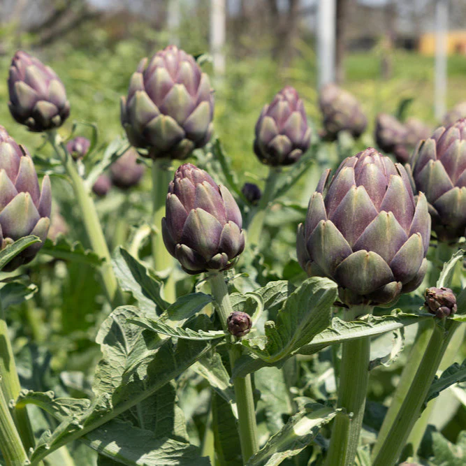 Grow artichokes like the Purple Italian Globe artichoke growing in the garden.