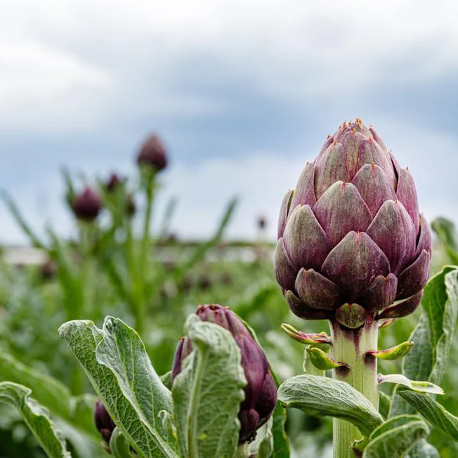 Grow artichokes like this purple artichoke called the Romagna.