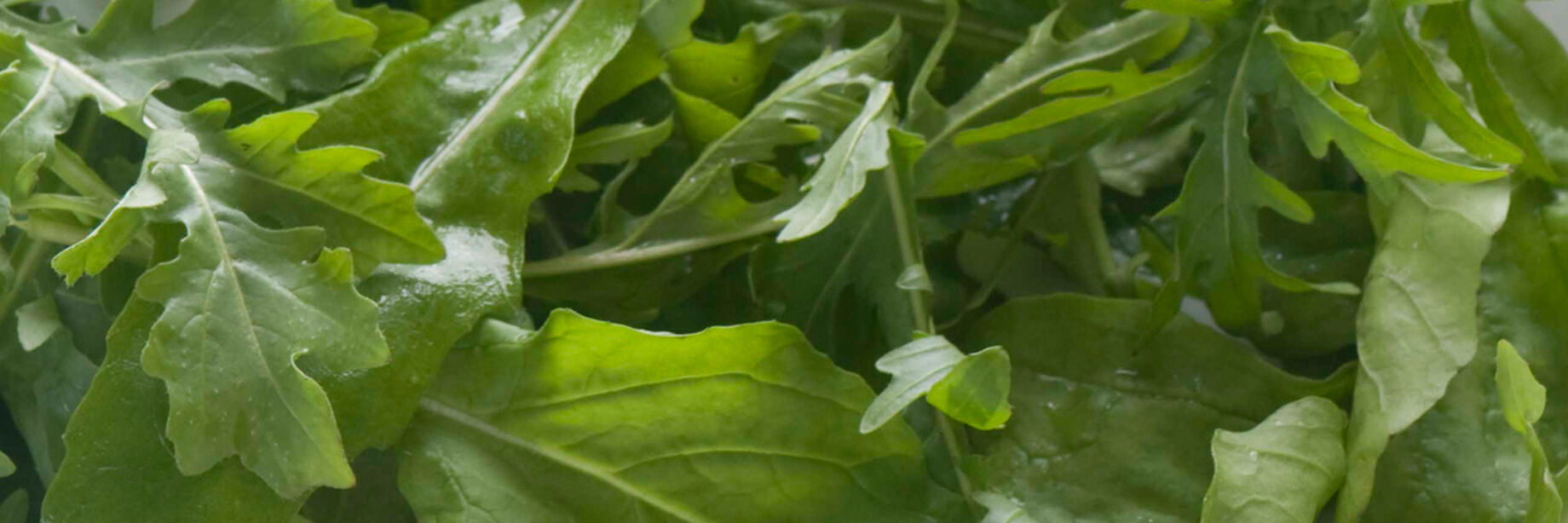 Spicy doomsday arugula seeds will spice up your dinner plate.