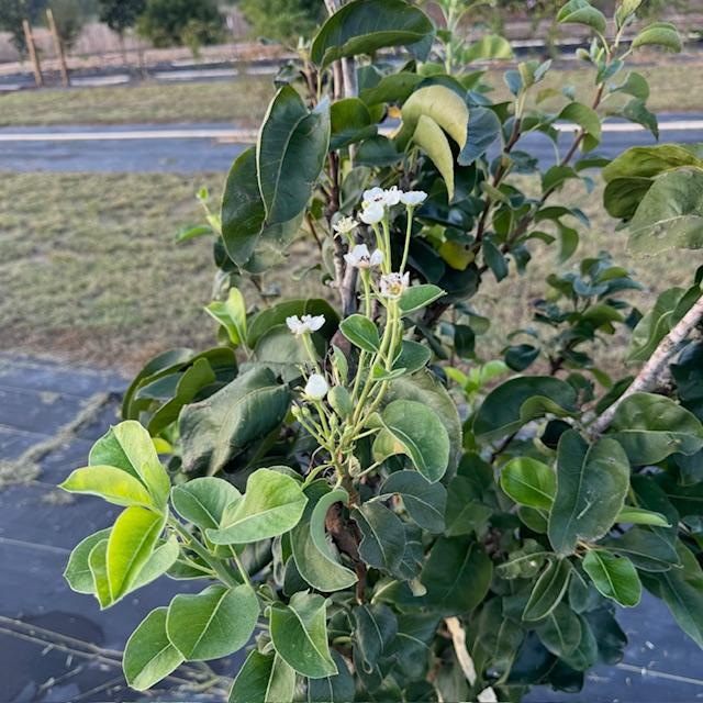 This is one of our Asian pear trees with blooms! That means we will have some pears soon!