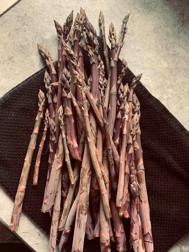 Our first asparagus harvest on March 21, 2021 from Purple Passion asparagus crowns. It was delicious. Our first asparagus harvest on March 21, 2021 from Purple Passion asparagus crowns. It was delicious.