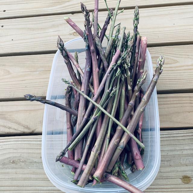 Most of the picked asparagus spears are Purple Passion, the kind I planted back in the spring of 2020. We do have some green planted but not as much.