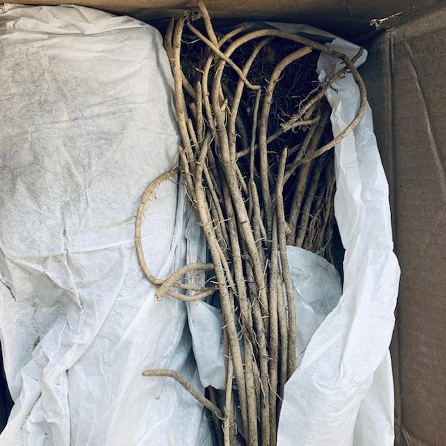 Box of asparagus crowns to be sold and planted.